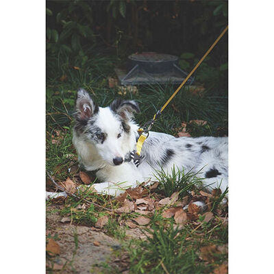 M-Pets Wild Safari Dog Leash Ergonomic Grip Yellow 120cm