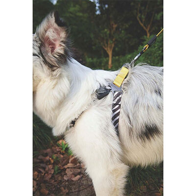 M-Pets Wild Safari Dog Leash Ergonomic Grip Yellow 120cm