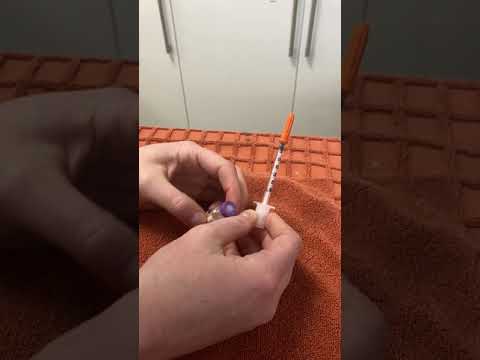 How to use BD insulin syringes in animals