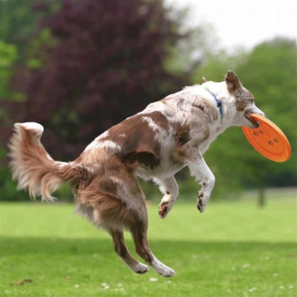 Trixie Agility Dog Training Flying Disc Floating Toy 23cm