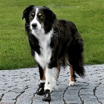 Trixie Dog Walking Boots Protective Rubber Sole Black XL 2pk