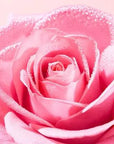 Nuxe Very Rose: Gentle Rose Cleansing Oil - Effectively Removes Makeup & Hydrates Sensitive Skin - Natural Oil Cleanser Nuxe Rose Cleansing Oil - Gentle Makeup Remover for Sensitive Skin cleansing oil, gentle cleanser, makeup remover, sensitive skin cleanser, rose cleansing oil, natural cleansing oil, hydrating cleansing oil, oil cleanser for sensitive skin, Nuxe cleansing oil, waterproof makeup remover, rose water, sweet almond oil, coconut oil, natural oils, oil-based formula, paraben-free, sulfate-free, 